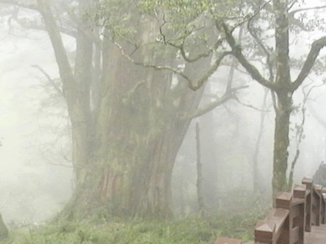 千年檜木